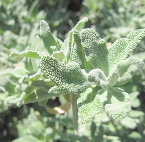 Thumbnail: Purple Sage - Salvia leucophylla