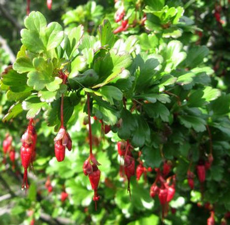 Thumbnail: Flowering Gooseberry - Ribes speciosum