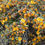 Thumbnail: 'West Hills' Flannel Bush - Fremontodendron 'West Hills'