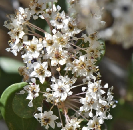 Buck Brush - Ceanothus cuneatus