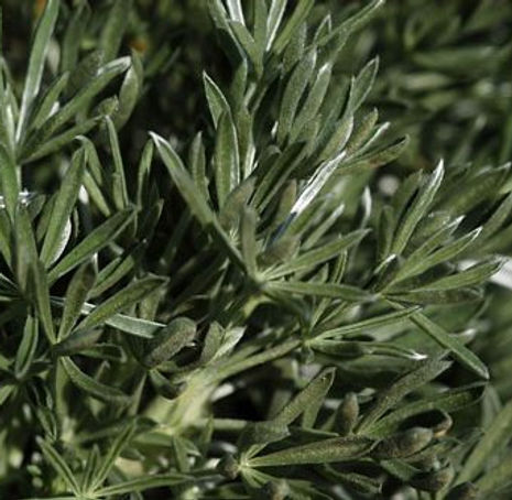 Thumbnail: Dune Lupine - Lupinus chamissonis