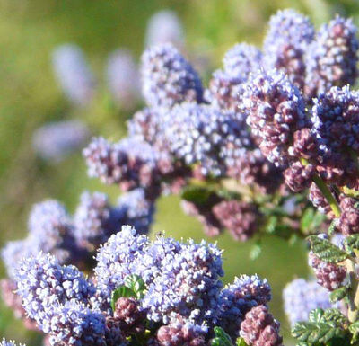 Thumbnail: Celestial Blue Ceanothus - Ceanothus 'Celestial Blue'