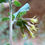 Thumbnail: California Brickellbush - Brickellia californica