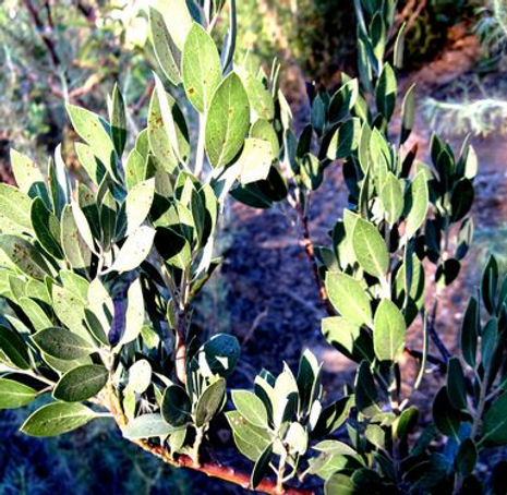 Thumbnail: Pinkbracted Manzanita - Arctostaphylos pringlei