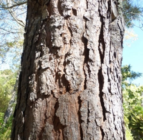 Torrey Pine - Pinus torreyana