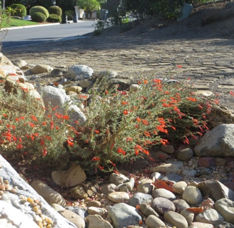 Thumbnail: California Fuschia - Epilobium californicum