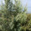 Thumbnail: Cuyamaca Cypress - Hesperocyparis stephensonii