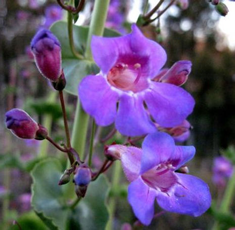 Thumbnail: Showy Penstemon - Penstemon spectabilis