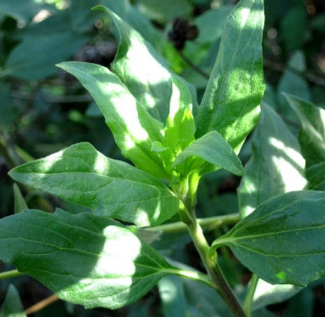 Thumbnail: Coast Sunflower - Encelia californica