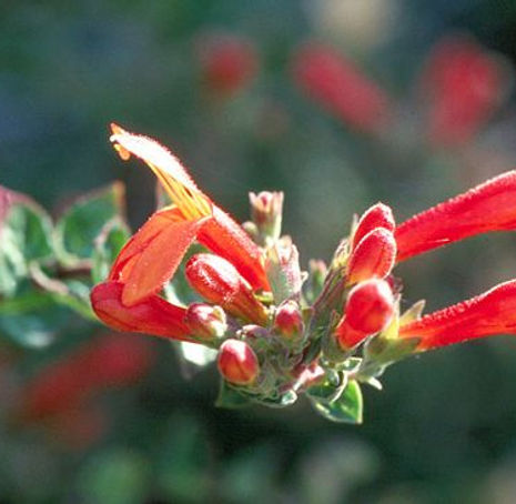 Thumbnail: Heart-Leaved Penstemon - Keckiella cordifolia