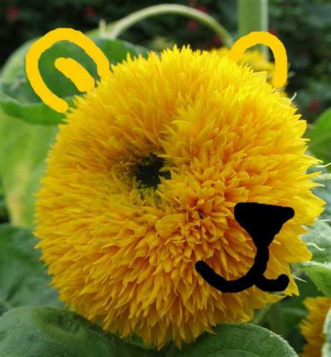 Miniature : Tournesol Ours en Peluche