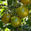 Miniature : Tomate Green Zebra