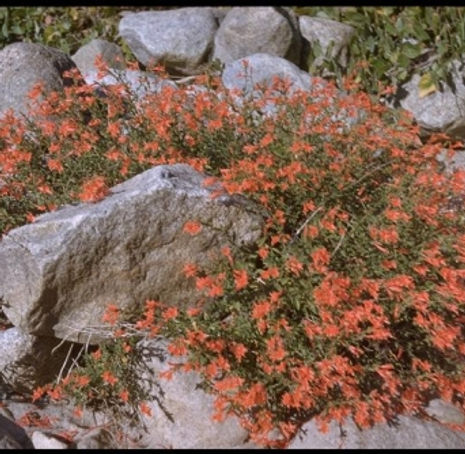 Thumbnail: California Fuchsia - Epilobium canum ssp latifolium