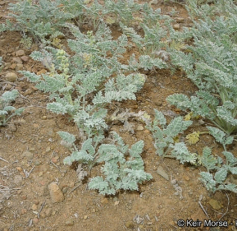 Thumbnail: San Diego Ragweed - Ambrosia pumila