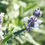 Thumbnail: Black Sage - Salvia mellifera
