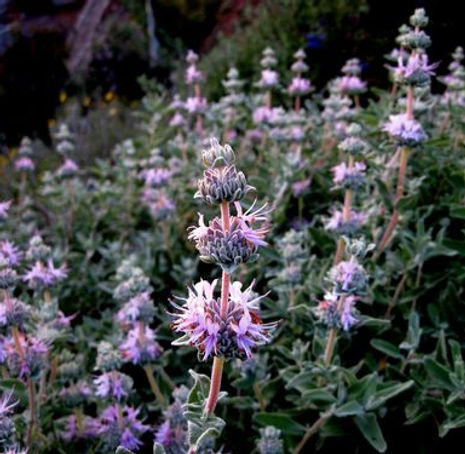 Thumbnail: Purple Sage - Salvia leucophylla
