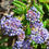 Thumbnail: Hearst ceanothus - Ceanothus hearstiorum