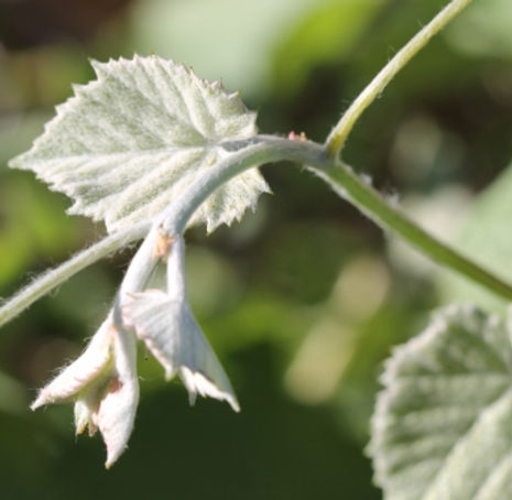 Thumbnail: Desert Wild Grape - Vitis girdiana