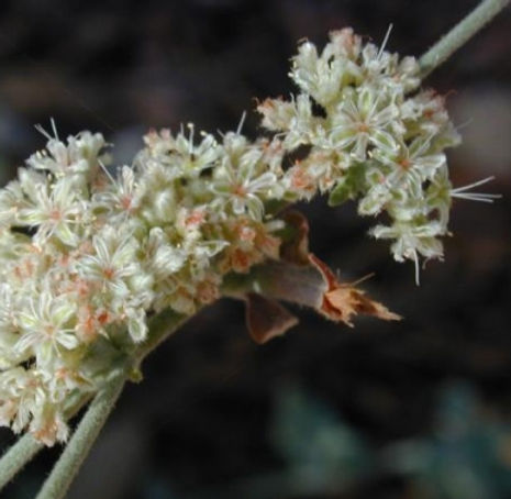 Thumbnail: Ashy Leaf Buckwheat - Eriogonum cinereum