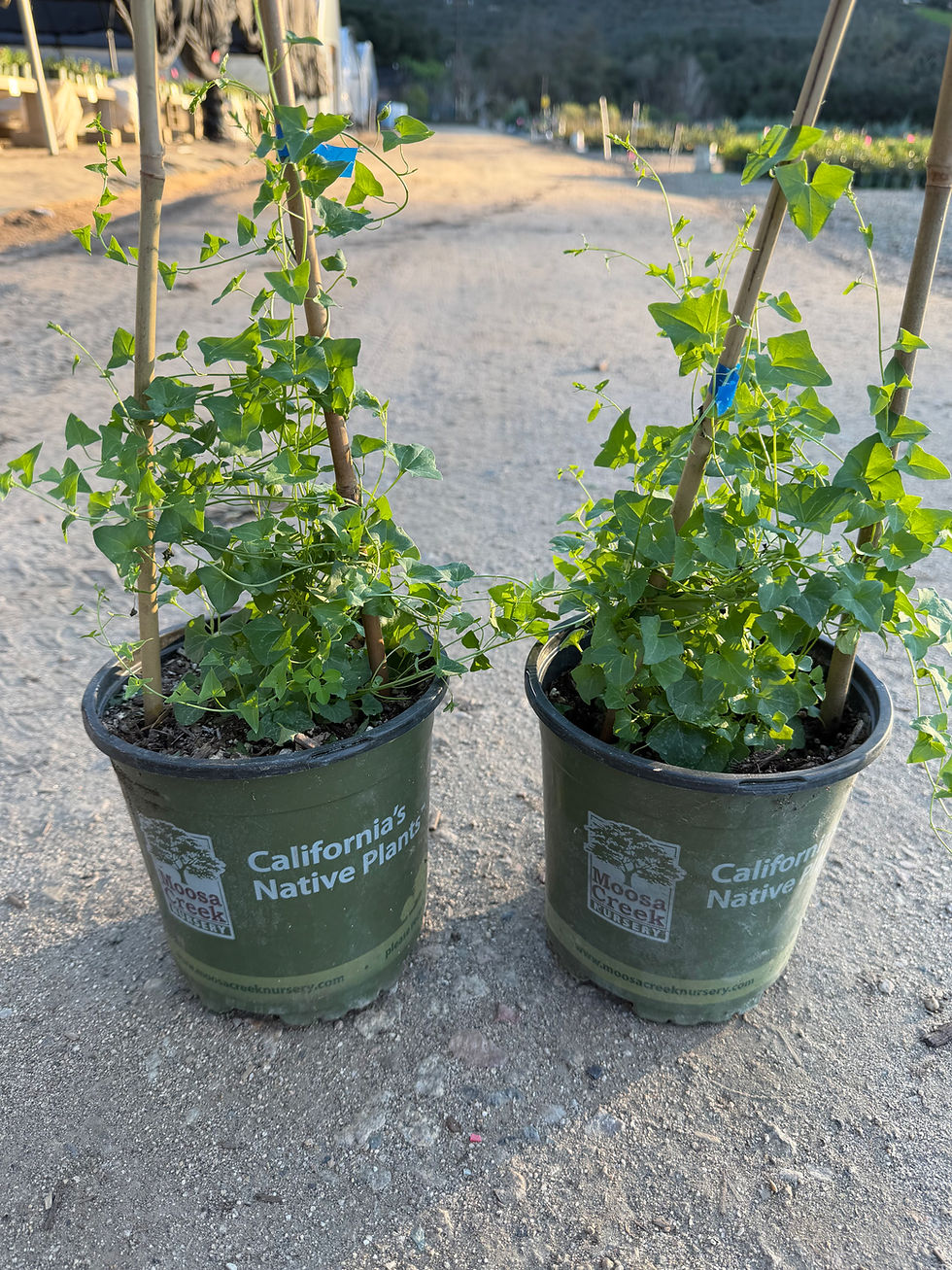 Thumbnail: Maurandella antirrhiniflora