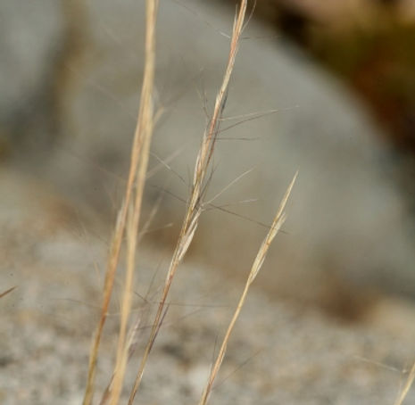 Purple Three-Awn - Aristida purpurea