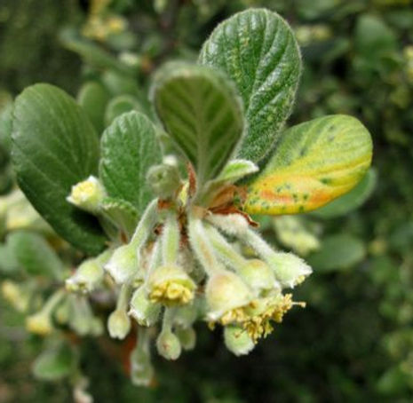 Thumbnail: Catalina Island Mountain Mahogany - Cercocarpus traskiae