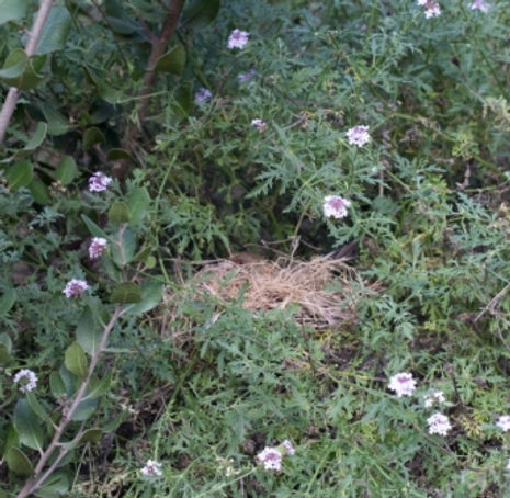 Paseo Rancho Verbena - Verbena lilacina 'Paseo Rancho'