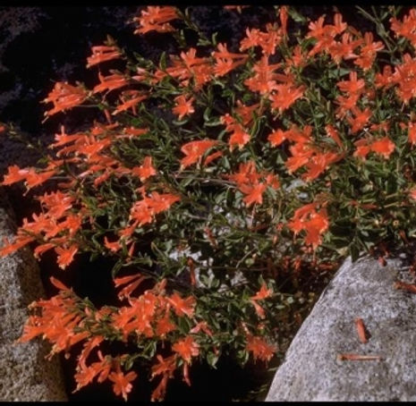 Thumbnail: California Fuchsia - Epilobium canum ssp latifolium