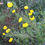Thumbnail: Bush Poppy - Dendromecon rigida