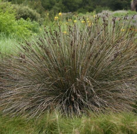 Thumbnail: Leopold's rush, Wire Grass, Southwestern Spiny Rus - Juncus acutus ssp. leopoldi