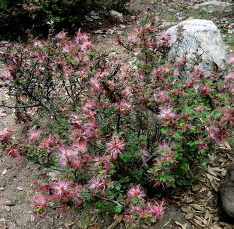Thumbnail: Pink Fairy Duster - Calliandra eriophylla