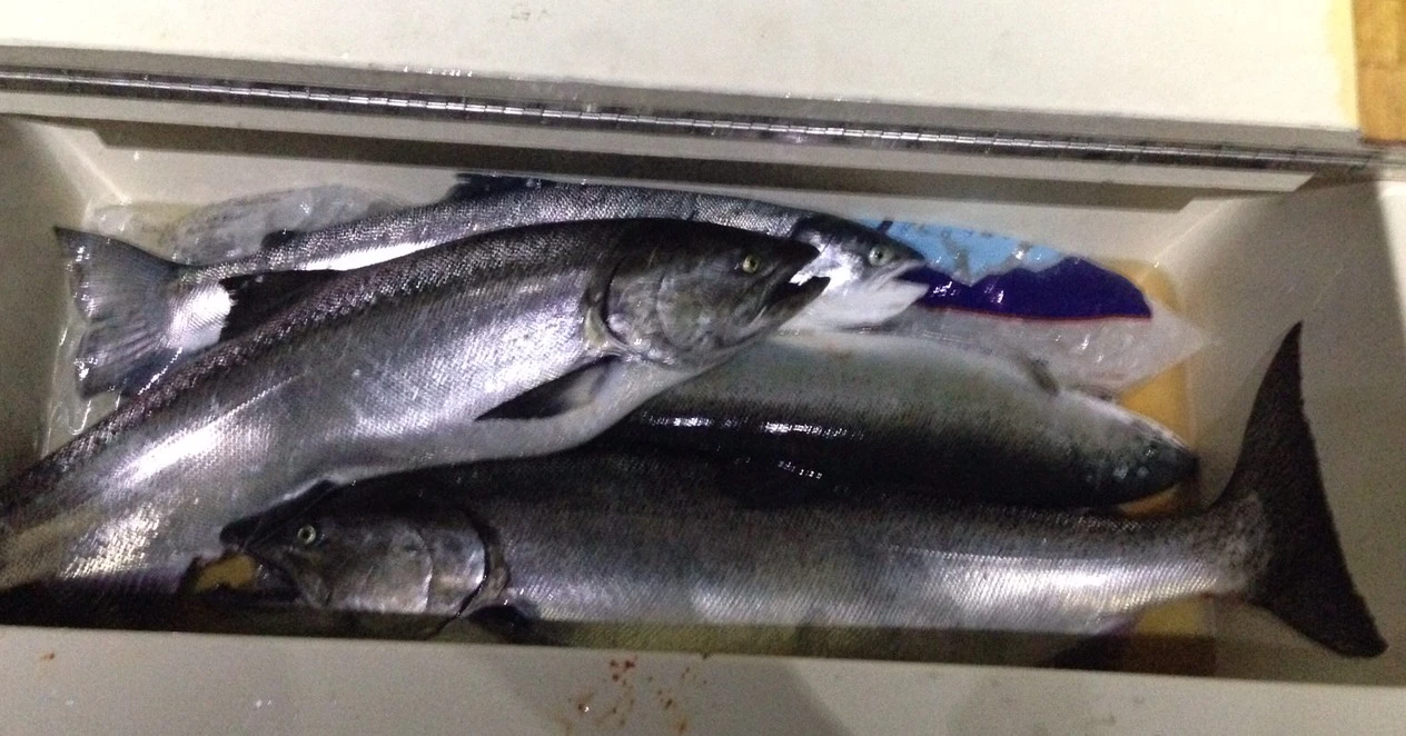 Nice Cooler of fishing aboard Jobsite Too