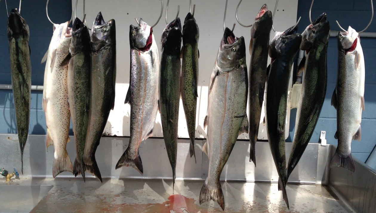 NIce Catch, aboard Jobsite Sport Fishing