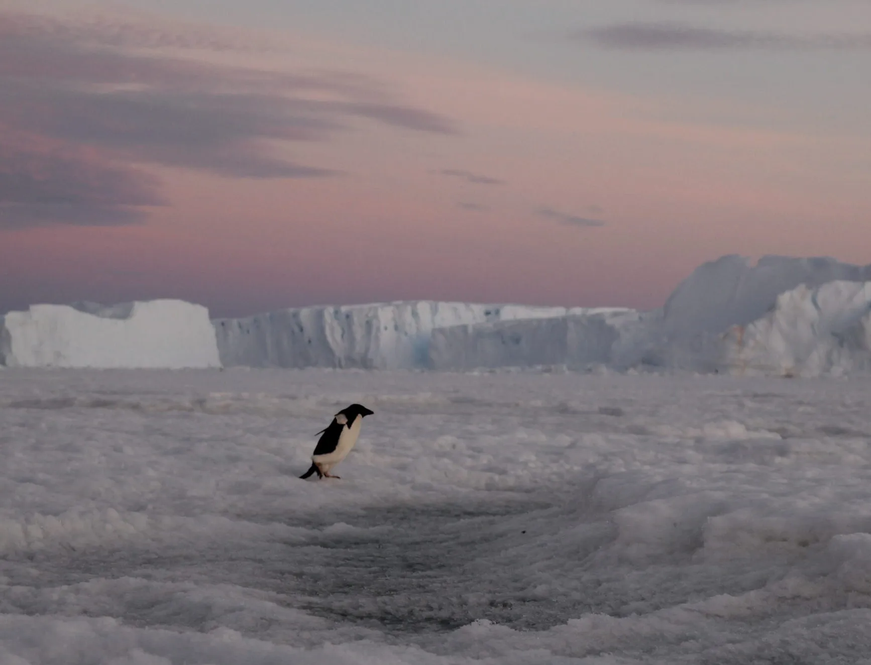 Antarctica-271-scaled-e1651308932951 (1).webp