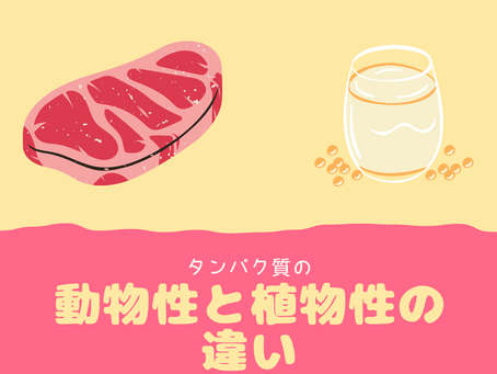 動物性と植物性のプロテインの違い