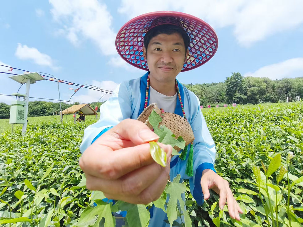 兩岸記者走進湖北天門陸泉生態茶園 台青記者深度體驗茶文化:換上漢服採茶 每一口都喝得到歷史