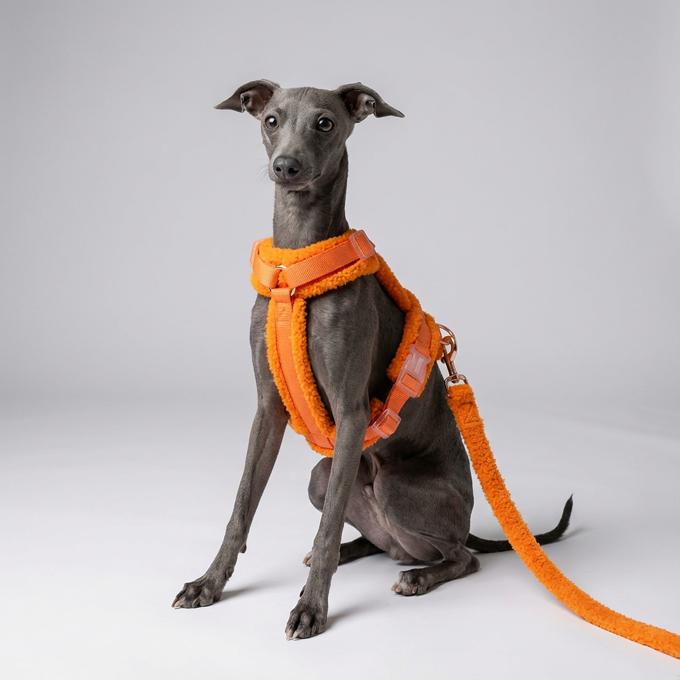 Miniaturbild: Hundegeschirr-Set Teddy Orange