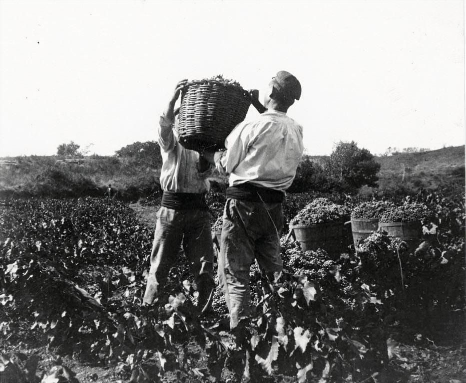 vendimia manual tradicional