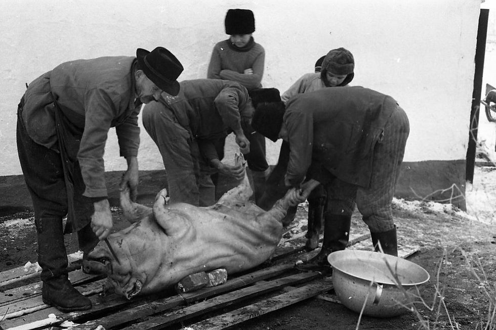 Matanza tradicional del cerdo