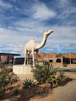 שרלי אלבס, טיולים לסיני, טיולים בארץ ישר אל, מדריך טיולים, טיולים למדבר