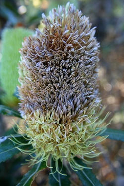 Coastal Banksia