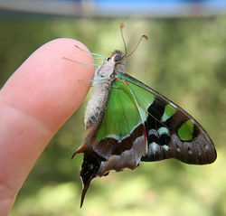 Macleays Swallowtail