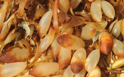 DSCN3130