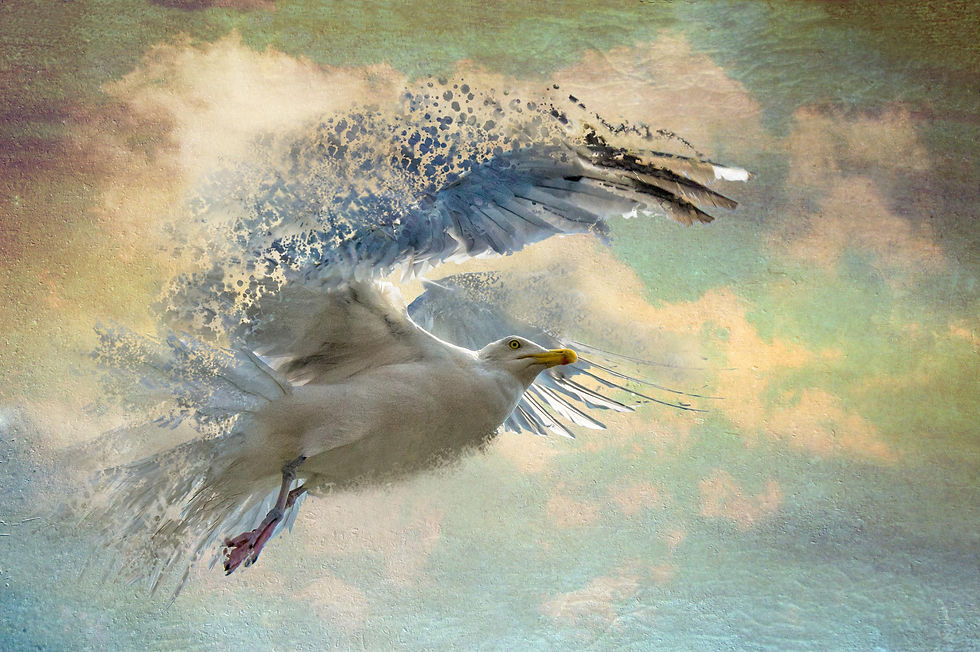 Gaviota