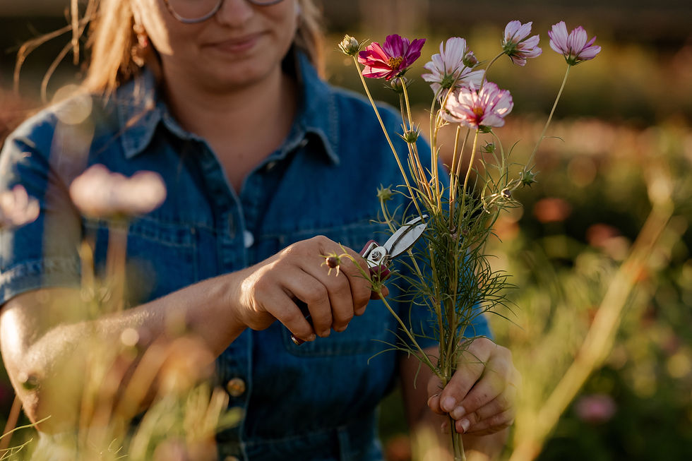 Roze cosmea plukken voor een zelfgeplukte boeket in Pluktuin Libeek.