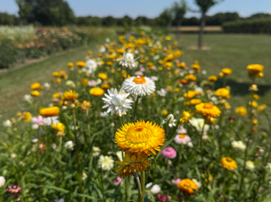 Vijf weken Pluktuin Libeek: wat worden we hier blij van!