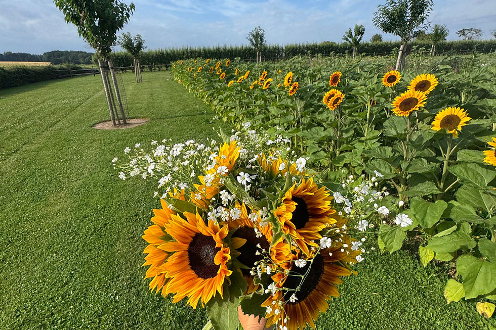 Boeketje zonnebloemen met gipskruid zelf geplukt Pluktuin Libeek