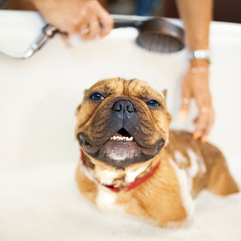 犬の薬浴
