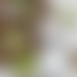 本日のお客様♡初来店のペキビションちゃん