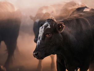 Sacrificing Canadian Agriculture for Photo Ops